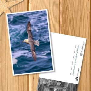 Carte postale photo - le Fulmar boréal (format 10 x 15 cm)